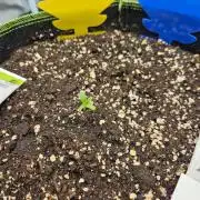 Georgia Pie Auto