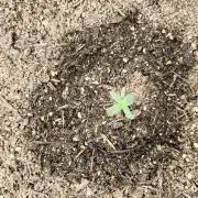 early stage