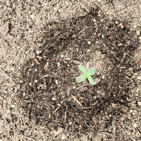 early stage