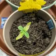 Northern lights auto