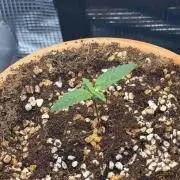 Tangerine T-Bone F3