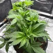 Tangerine T-Bone F3