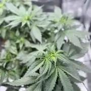 Tangerine T-Bone F3