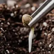 glitterbomb autoflower