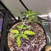 seedsman mystery photoperiod