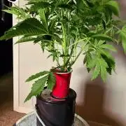 gmo cookies autflower coco/dwc solo cup