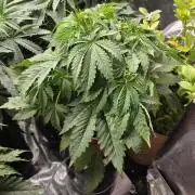 gmo cookies autflower coco/dwc solo cup