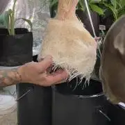 gmo cookies autflower coco/dwc solo cup