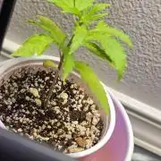 seedsman mystery photoperiod