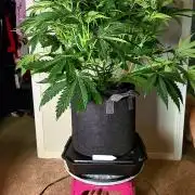 glitterbomb autoflower
