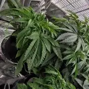 black inferno autoflower/coco/dwc