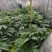 Lemon cherry cookies autoflower