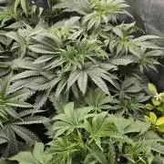 Lemon cherry cookies autoflower
