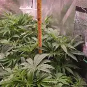 Lemon cherry gelato autoflower