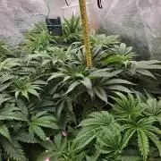 Lemon cherry cookies autoflower