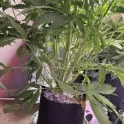 black inferno autoflower/coco/dwc