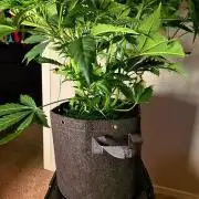 gmo cookies autoflower
