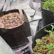 black inferno autoflower/coco/dwc