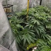 glitterbomb autoflower