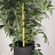 gmo cookies autoflower