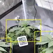 gmo cookies autoflower