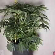 Lemon cherry gelato autoflower