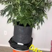 Black inferno autoflower