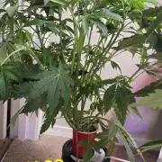 gmo cookies autflower coco/dwc solo cup