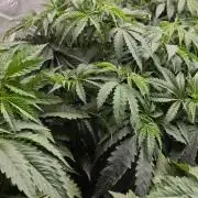 glitterbomb autoflower