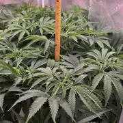 Black inferno autoflower