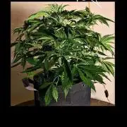 Black inferno autoflower