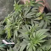 gmo cookies autoflower