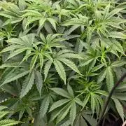 Black inferno autoflower