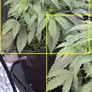 Black inferno autoflower