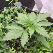 Glitterbomb autoflower