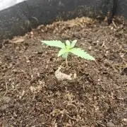 3 Bears OG Auto | Coco