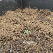 3 Bears OG Auto