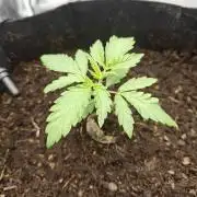 3 Bears OG Auto | Coco