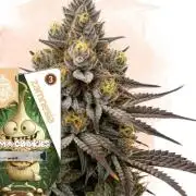 Fkj grow