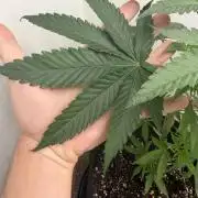 Multi-strain