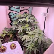 Bagseed run