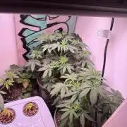 Bagseed run