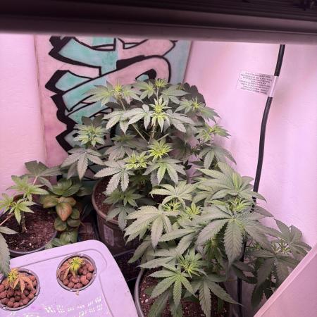 Bagseed run