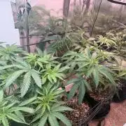 Multi-strain