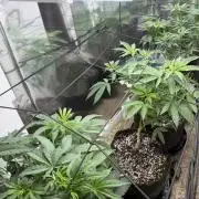 Multi-strain