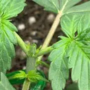 Same autos - Different Pots