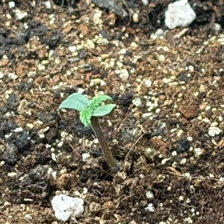 Same autos - Different Pots
