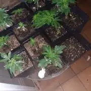 [OUTDOOR]CheeseMobyDickCreamCaramelGoZK