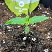 First Timer GROW (Completely Begginner)