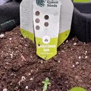 First Timer GROW (Completely Begginner)